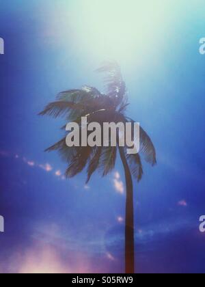 Coconut palm tree dans le vent. Banque D'Images