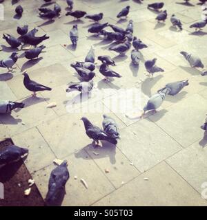 Les pigeons manger du pain sur le terrain Banque D'Images