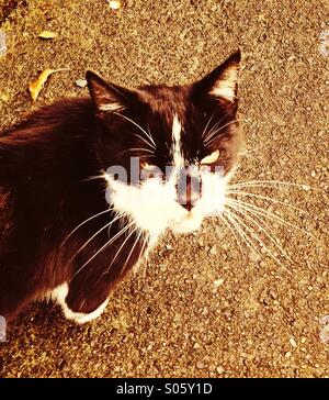 Chat tigré rôdant dans la rue Banque D'Images