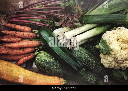 Les légumes biologiques frais choisi à partir d'un jardin d'accueil Banque D'Images