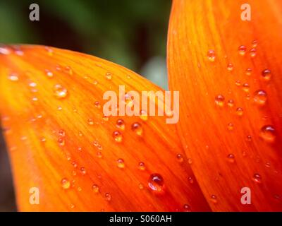 Gouttes d'eau sur une pétale gazania Banque D'Images