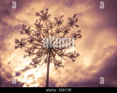 Queen Anne's lace Banque D'Images