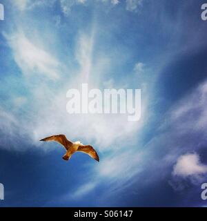 Une mouette voler dans le ciel. Brighton en Angleterre. UK. Banque D'Images