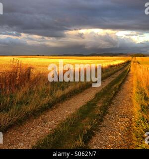 La voie de la ferme campagne, près de Amesbury, Wiltshire, Angleterre. Le crépuscule. La fin de l'été 2014. Banque D'Images