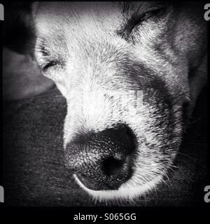 Sleepy Jack Russell Banque D'Images