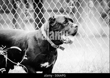 Cane Corso en noir et blanc Banque D'Images