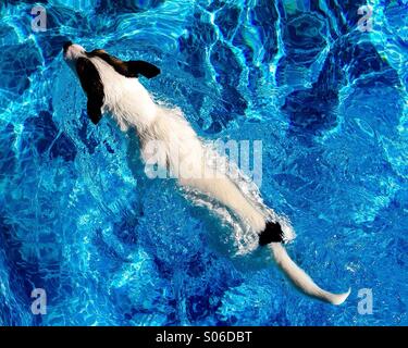 Jack Russell Terrier dog gracieusement la natation dans la piscine d'été avec le soleil qui brille vers le bas. Banque D'Images