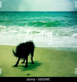 Un chien noir labradoodle shakin off l'eau à la plage. Ventura California USA. Banque D'Images