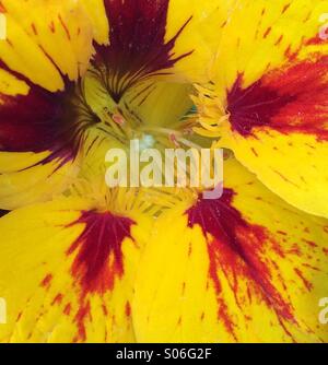 Couleur jaune et rouge d'un splash Nasturtium Banque D'Images