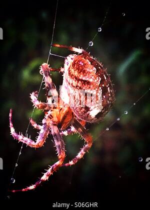 Spider web et jardin Banque D'Images