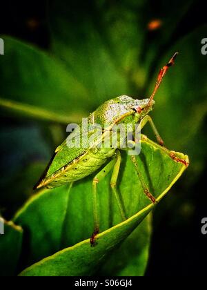 Sur cicadelle bush orange Banque D'Images