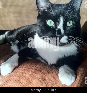 Tuxedo cat sitting on a couch Banque D'Images