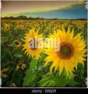 Les images manipulées montrant un champ de tournesols en soirée sunshine Banque D'Images