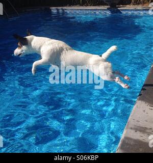 1 ans Jack Russell Terrier de sauter dans la piscine d'arrière-cour, sur un beau jour de fin d'été. Les carrés. Banque D'Images