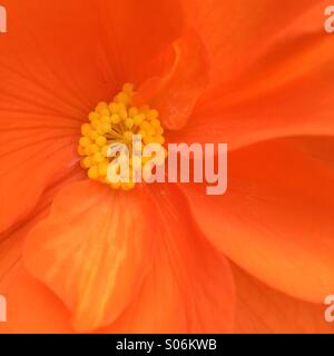 Close-up de couleur corail Begonia fleur. Banque D'Images