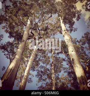 'Géant', arbres Karri (Eucalyptus diversicolor). Big Tree Grove, près de 300 pieds de haut. L'ouest de l'Australie Banque D'Images