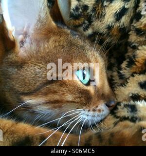 Fermer u portrait de chat Bengal Tiger lying on a blanket impression background Banque D'Images