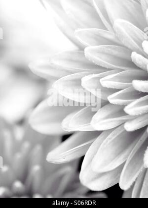 Chrysanthème en noir et blanc Banque D'Images