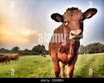 Jeune vache dans le champ à la caméra en Banque D'Images