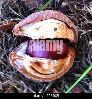 Conker dans sa coquille. Le Conker est une semence de l'Horse Chestnut Tree. Banque D'Images