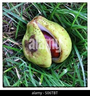 Conker dans sa coquille. Le Conker est une semence de l'Horse Chestnut Tree. Banque D'Images