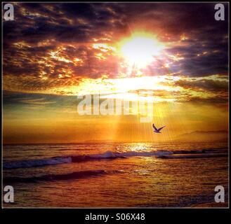 Le dirigeant d'une mouette s'envole au-dessus de l'océan l'eau en tant que flux de rayons de soleil à travers les nuages dans une belle fin de journée, Coucher du Soleil Banque D'Images