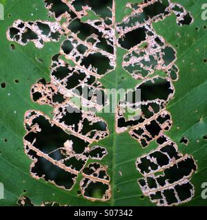 Jungle érode les feuilles, disséquée par les insectes, Belize Banque D'Images