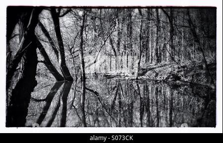 Arbres dans le lac Banque D'Images