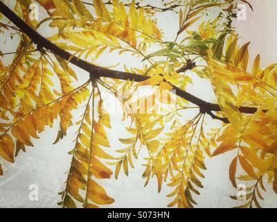 Feuilles jaunes Banque D'Images