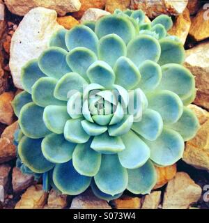 Close up of Succulent Plant growing in greenhouse Banque D'Images