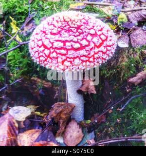 Agaric Fly champignons (Amanita muscaria) et l'iconique britannique distinctif réputé pour sa toxicité des champignons et des propriétés hallucinogènes. Banque D'Images