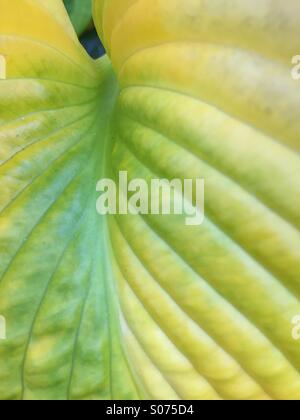 Feuille d'Hosta fading en automne Banque D'Images