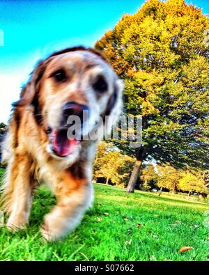 Chien qui court vers la caméra en parc avec arbres en arrière-plan Banque D'Images