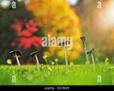 De plus en plus de champignons sur le gazon en automne Banque D'Images