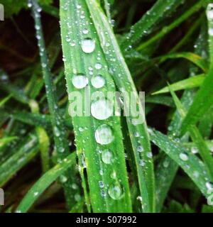 Les gouttelettes d'eau sur un brin d'herbe Banque D'Images