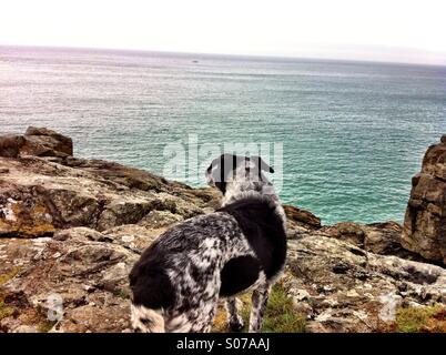 Chien avec vue sur océan Banque D'Images