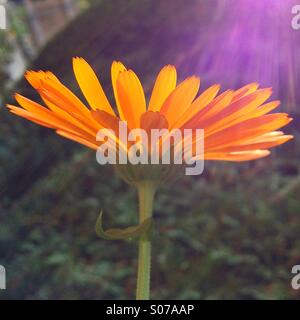 Fleur orange avec des reflets Banque D'Images