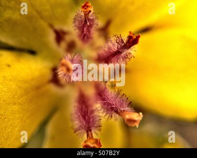 Close up of verbascum flower Banque D'Images