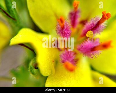 Gros plan d'une fleur verbascum Banque D'Images