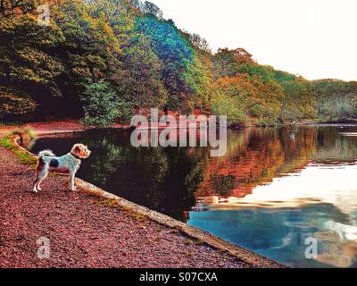 Chien debout à côté d'un lac bordé d'arbres, un jour à la fin de l'automne Banque D'Images