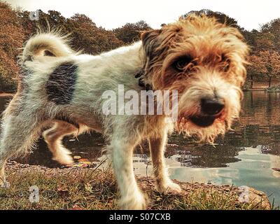 Chien debout à côté d'un lac bordé d'arbres sur une journée d'automne Banque D'Images