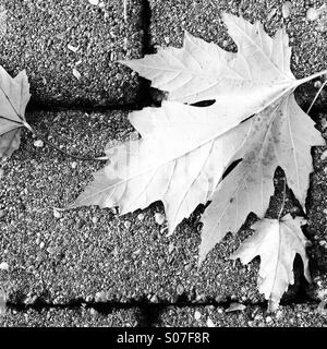 Feuille d'érable tombé sur pavés, noir et blanc. Banque D'Images