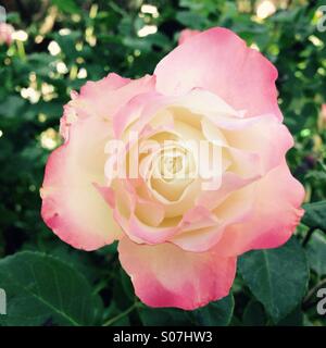 Rose rose en fleur Banque D'Images