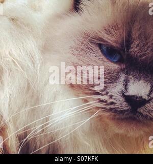 Close up de rag doll cat Banque D'Images