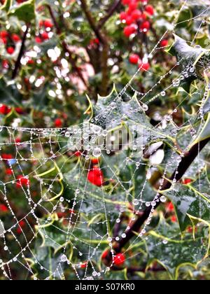 Cobweb couverts dans la rosée accroché à Holly Banque D'Images