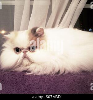 Persian cat lying on a Blanket Banque D'Images