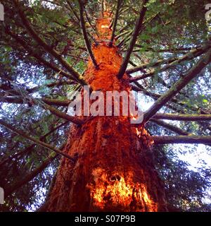 Redwood tree. Sequoioideae. Sequoia. Banque D'Images