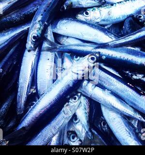 Poissons anchois close up Banque D'Images