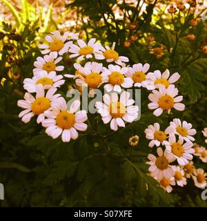 De marguerites photo prise dans mon jardin durant l'été Banque D'Images