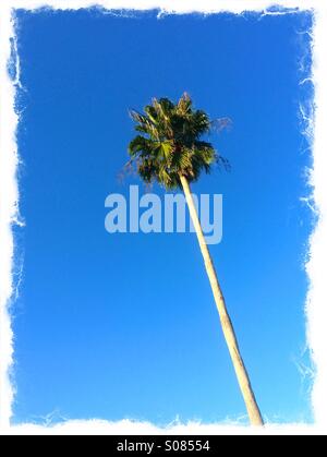 Un chou palmiste ou Sabal Palm, l'état de Floride arbre. Banque D'Images